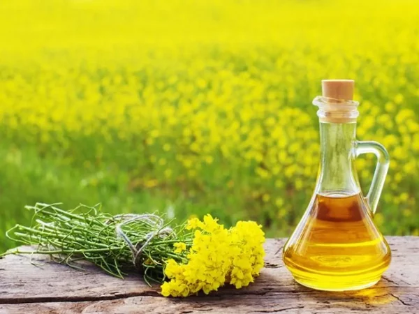 Premium Quality Mustard Oil